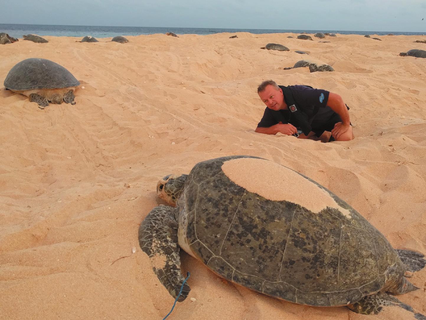 Satellite Internet Helpingprotect Endangered Turtles
